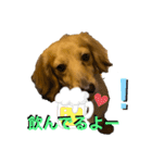 ウィル日常生活スタンプoriginal③（個別スタンプ：2）