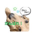ウィル日常生活スタンプoriginal③（個別スタンプ：16）