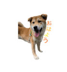 垂れ耳柴犬天征（個別スタンプ：1）