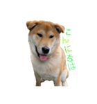 垂れ耳柴犬天征（個別スタンプ：2）
