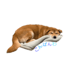 垂れ耳柴犬天征（個別スタンプ：3）