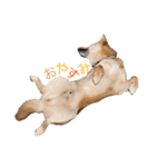 垂れ耳柴犬天征（個別スタンプ：4）