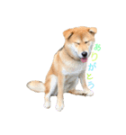 垂れ耳柴犬天征（個別スタンプ：5）