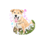 垂れ耳柴犬天征（個別スタンプ：6）