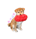 垂れ耳柴犬天征（個別スタンプ：7）