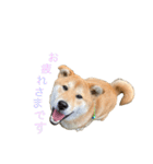 垂れ耳柴犬天征（個別スタンプ：8）