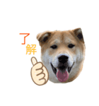 垂れ耳柴犬天征（個別スタンプ：9）