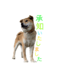 垂れ耳柴犬天征（個別スタンプ：10）