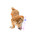 垂れ耳柴犬天征（個別スタンプ：11）