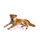 垂れ耳柴犬天征（個別スタンプ：12）