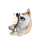 垂れ耳柴犬天征（個別スタンプ：13）