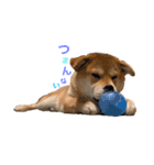 垂れ耳柴犬天征（個別スタンプ：14）