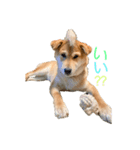 垂れ耳柴犬天征（個別スタンプ：16）