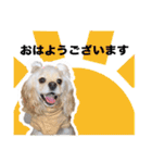 アメリカンコッカースパニエル ロッたん（個別スタンプ：1）