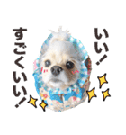 アメリカンコッカースパニエル ロッたん（個別スタンプ：22）