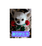 chiwawa angelo bello（個別スタンプ：1）