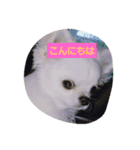 chiwawa angelo bello（個別スタンプ：2）