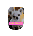chiwawa angelo bello（個別スタンプ：3）