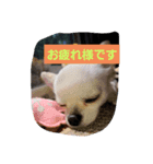 chiwawa angelo bello（個別スタンプ：4）