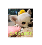 chiwawa angelo bello（個別スタンプ：6）