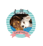 chiwawa angelo bello（個別スタンプ：7）