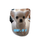 chiwawa angelo bello（個別スタンプ：8）