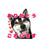 《第1弾》黒柴とらのスタンプ（個別スタンプ：4）