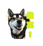 《第1弾》黒柴とらのスタンプ（個別スタンプ：5）