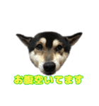 《第1弾》黒柴とらのスタンプ（個別スタンプ：18）
