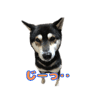 《第1弾》黒柴とらのスタンプ（個別スタンプ：21）