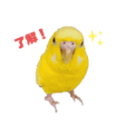 ウッディ＆ぴーちゃん（個別スタンプ：3）