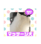 スピッツファミリー⑨（個別スタンプ：1）
