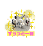 スピッツファミリー⑨（個別スタンプ：9）