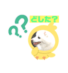スピッツファミリー⑨（個別スタンプ：12）