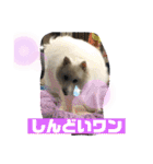 スピッツファミリー⑨（個別スタンプ：36）