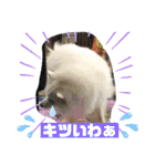 スピッツファミリー⑨（個別スタンプ：40）