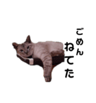うちの猫をスタンプにしてみたかった（個別スタンプ：1）
