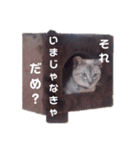 うちの猫をスタンプにしてみたかった（個別スタンプ：2）