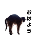 うちの猫をスタンプにしてみたかった（個別スタンプ：4）