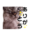 うちの猫をスタンプにしてみたかった（個別スタンプ：13）