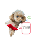 LEOSTAMPP（個別スタンプ：1）