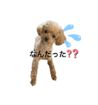 LEOSTAMPP（個別スタンプ：2）
