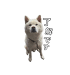秋田犬のツナくん（個別スタンプ：1）