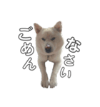 秋田犬のツナくん（個別スタンプ：2）