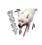 秋田犬のツナくん（個別スタンプ：5）