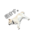 秋田犬のツナくん（個別スタンプ：6）