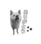 秋田犬のツナくん（個別スタンプ：7）