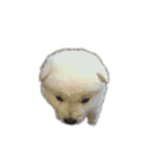秋田犬のツナくん（個別スタンプ：8）
