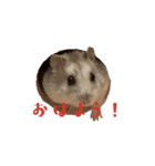 ハムスターの「大吉くん」スタンプ（個別スタンプ：2）