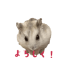 ハムスターの「大吉くん」スタンプ（個別スタンプ：7）